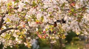 Ces 8 arbres fruitiers hybrides à fleurs, encore rares au jardin, attirent une foule d’oiseaux