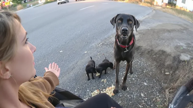 En voyant une chienne et ses 2 chiots au bord de la route, une automobiliste fait aussitôt demi-tour