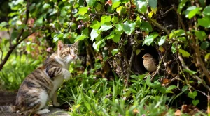 On adore les chats, mais cette astuce au jardin protège les oiseaux sans priver le félin